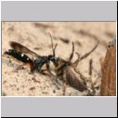 Episyron rufipes - Wegwespe w22 beim Nesteintrag mit einer Spinne.jpg